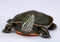Baby Western Painted Turtle