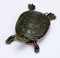 Shop our baby Western Painted turtle for sale!