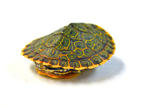 Baby Gorzugi Turtle