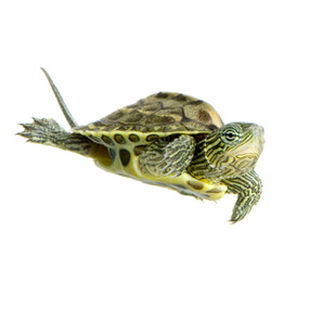 Shop with us for golden thread turtles!