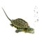 Looking for a baby golden thread turtle? Shop with us!