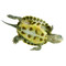 Shop with us for baby golden thread turtles.