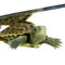 We offer a huge selection of baby turtles for sale!