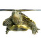 We are your premier source for golden thread turtles.