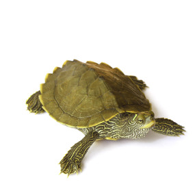 Juvenile Mississippi Map Turtle