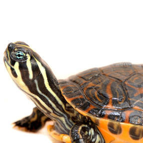 Juvenile Red Bellied Turtle