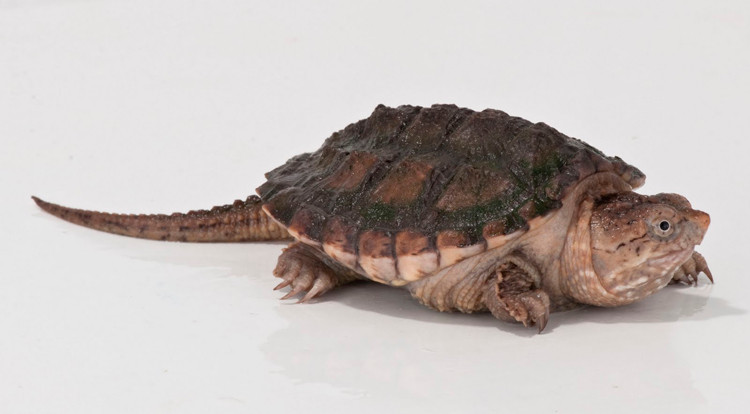 alligator snapping turtle for sale canada