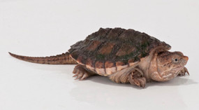 Juvenile Snapping Turtle