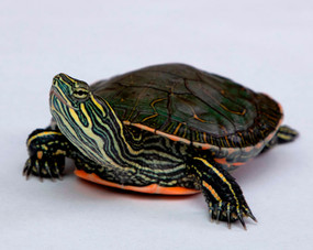 juvenile western painted turtle