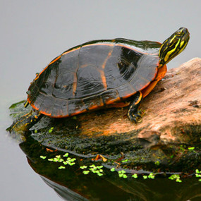 Juvenile Southern Painted Turtles For Sale