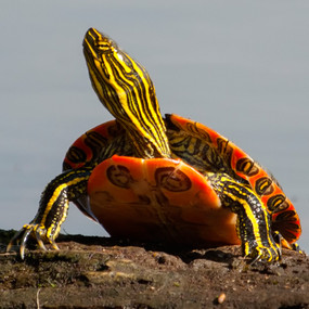 Shop with us for Western Painted turtles.