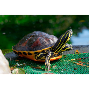 X-Large Red Bellied Turtle