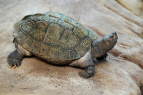 XXL Asian Pond Turtle