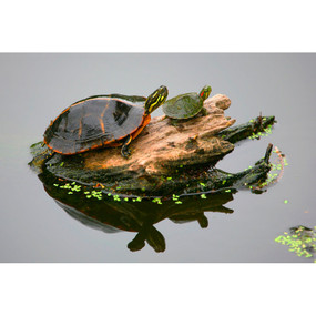 Large Southern Painted Turtle