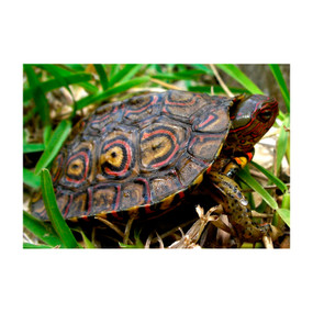 Juvenile Ornate Central American Wood Turtle