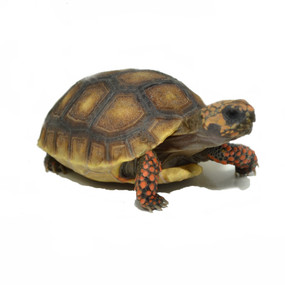 Buy hatchling Red Footed tortoises here!