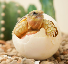baby tortoise pet
