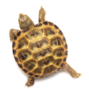 russian tortoises in captivity