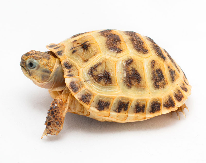 russian tortoise supplies