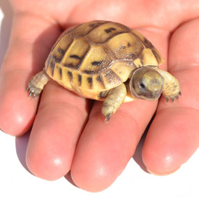 My Turtle Store Baby Leopard Tortoises For Sale,Puppy Chow Recipe Without Peanut Butter