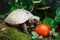 Newborn Baby Elongated Tortoise
