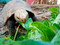 Baby Elongated Tortoise Eating