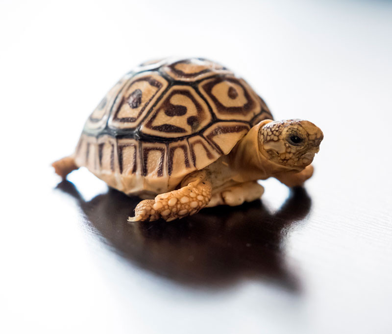 My Turtle Store Baby Leopard Tortoises For Sale,Starbuck Sizes And Prices