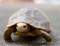 Juvenile Elongated Tortoise on a walk