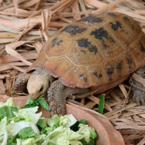 Adult Male Elongated Tortoise