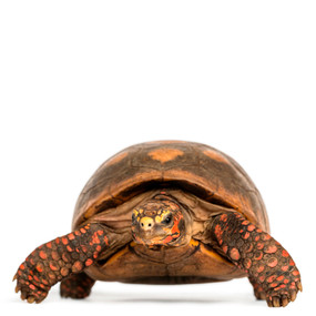 Adult Female Red Footed Tortoise