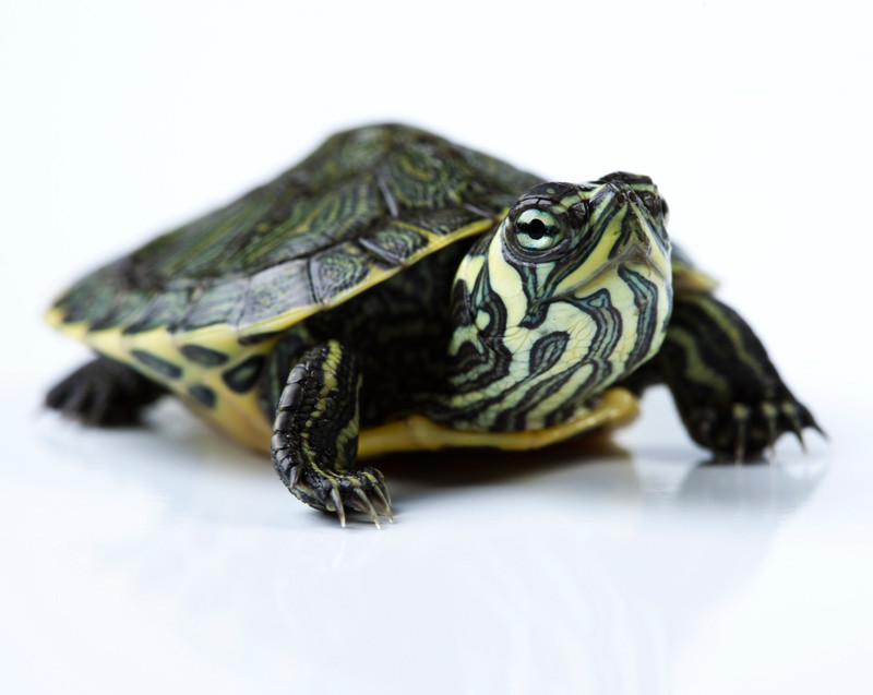 websites to buy turtles