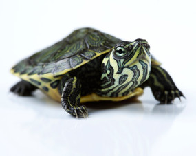 New born Yellow Bellied Slider Turtle