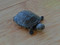 Baby African Side Neck Turtle