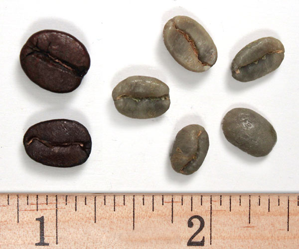 Arabica beans Arabica beans