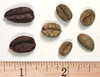 Liberica coffee beans