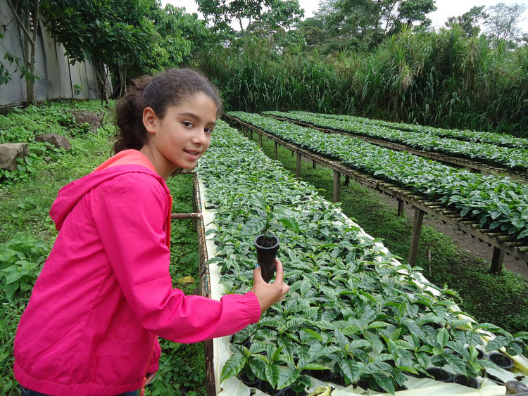 Baby Arabica seedlings at El Recreo farm in Nicaragua