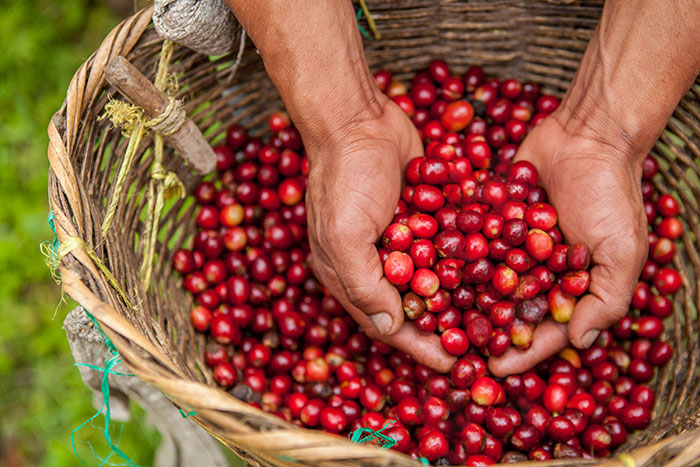 El Recreo Nicaraguan coffee cherries