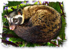 Pictograph of the Philippine Civet Subspecies
