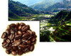 Liberica is grown in some of the most beautiful terrain of the Philippines
