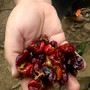 Fresh juicy coffee cherries, just after the seeds have been removed