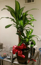 The Bloom Closet's Large green plant, comes in nice container and is always gorgeous