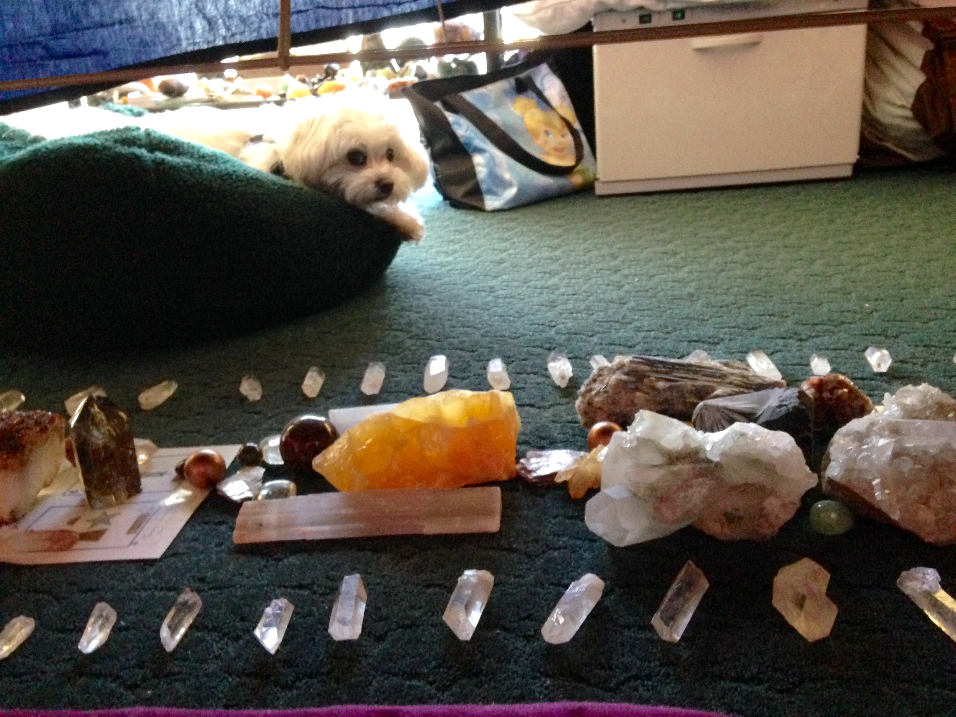 Animals Love Crystals Too! My Dream Crystals