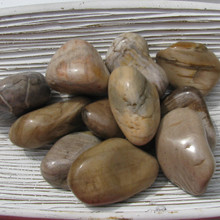 Petrified Wood Tumbled Stones