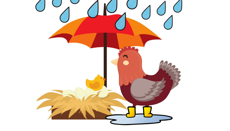 Keep Chickens healthy in wet weather Dine a chook New Zealand