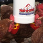 Chickens using Chicken Drinker with Lubing Cup