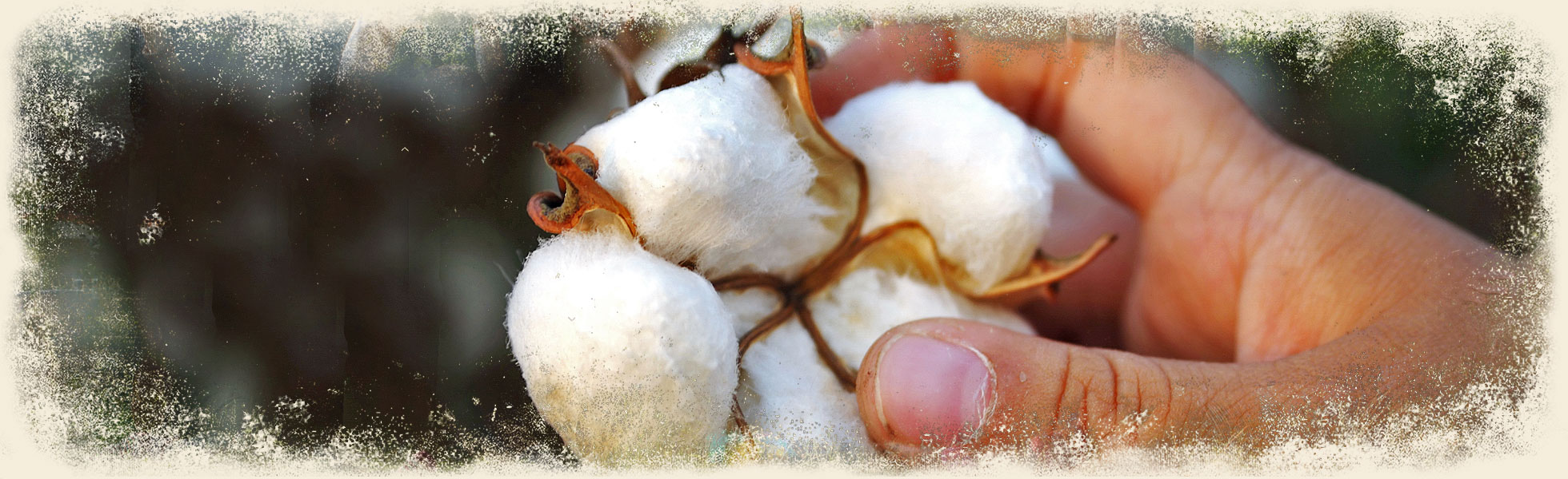 credibility-organic-cotton-maggies-ban2.jpg credibility-organic-cotton-maggies-ban2.jpg