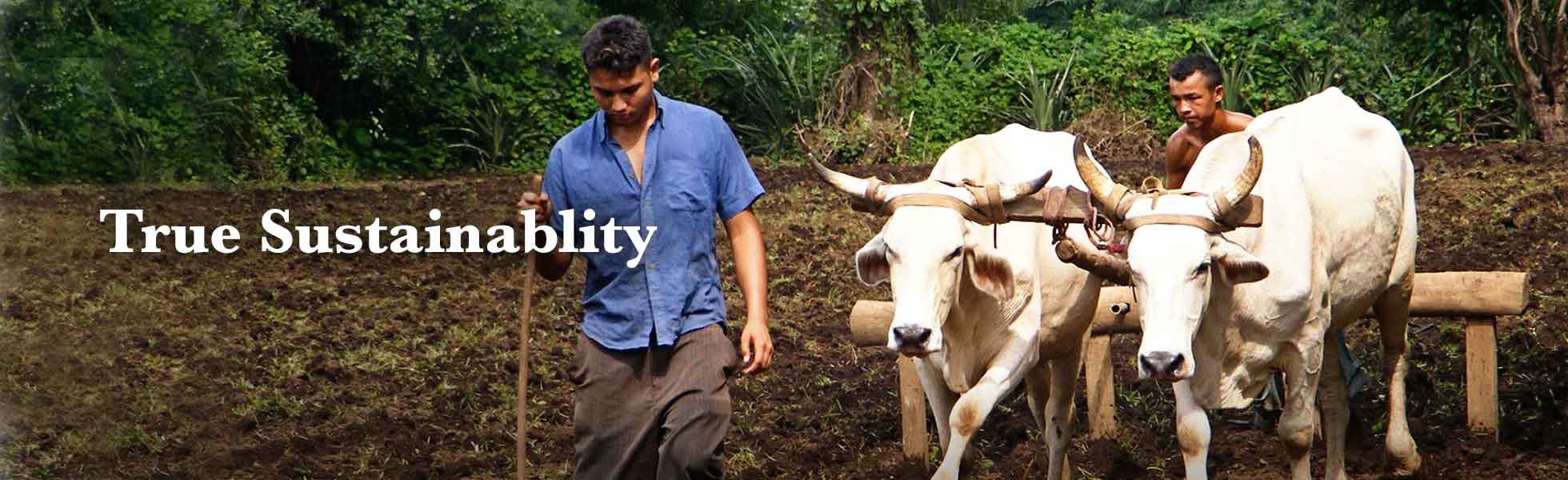 maggies-organics-sustainability-process-2.jpg