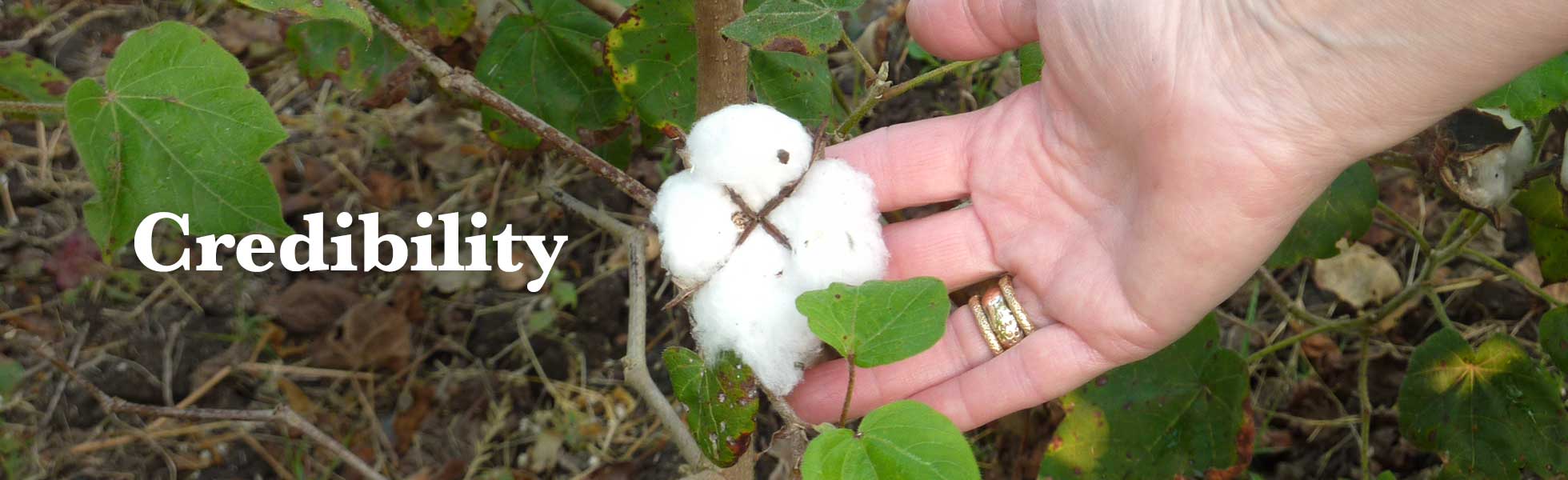 A person with a gold ring holding a growing cotton plant. The text next to them reads: Credibility.