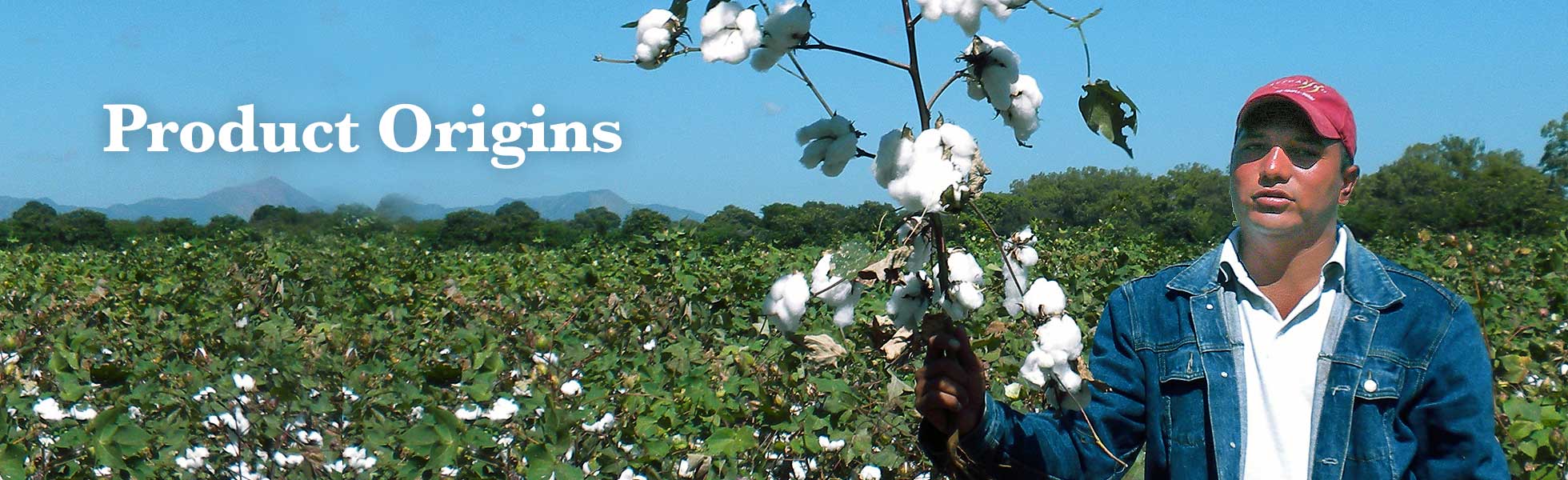 Person standing in a field of cotton holding up a branch of cotton. Text next to them reads: Product Origins.