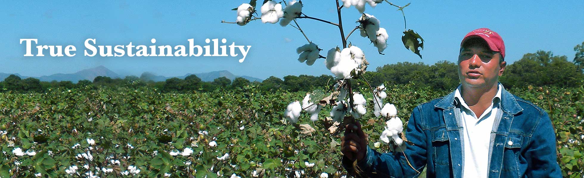 Person standing in a field of cotton holding up a branch of cotton. Text next to them reads: True Sustainability.